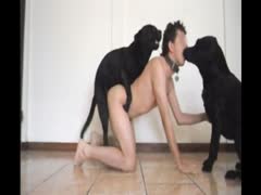 Three dogs beat a gay zoophilia xx.